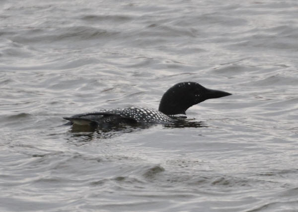 Common Loon