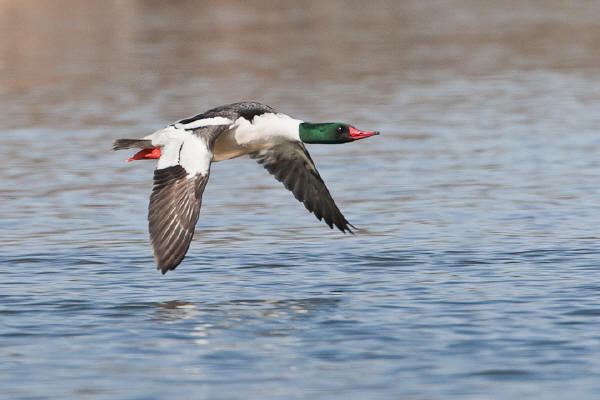 Common Merganser