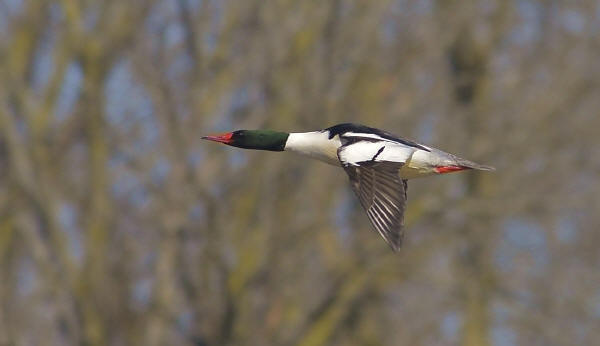 Common Merganser