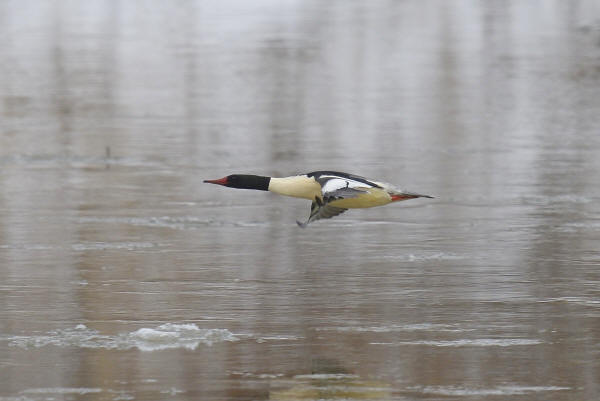 Common Merganser