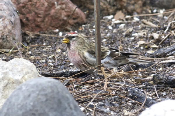 Common Redpoll