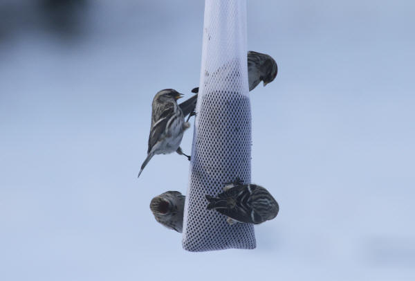 Common Redpoll