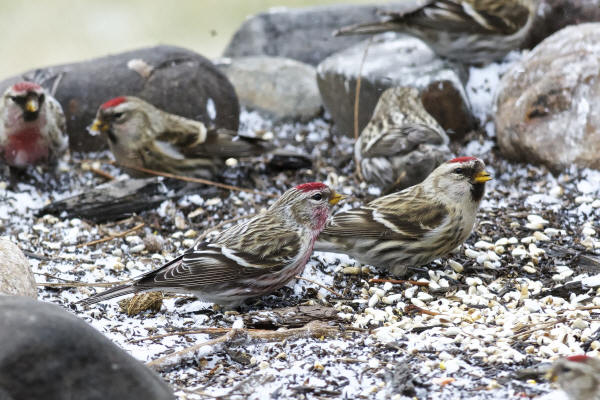 Common Redpolls