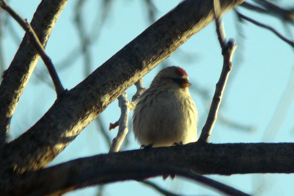 Common Redpoll