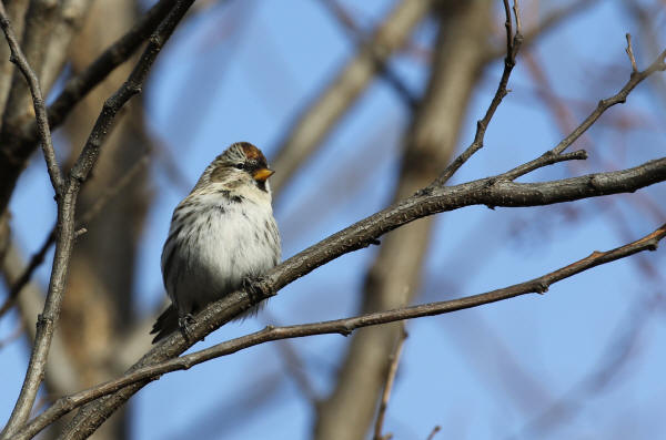 Common Redpoll