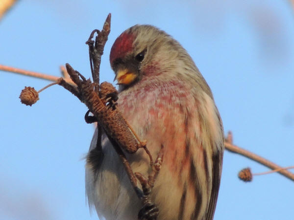 Common Redpoll