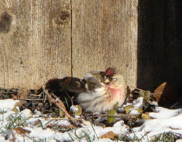 Common Redpoll