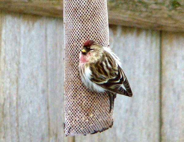 Common Redpoll