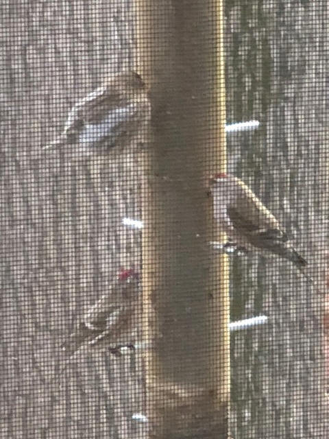 Common Redpolls