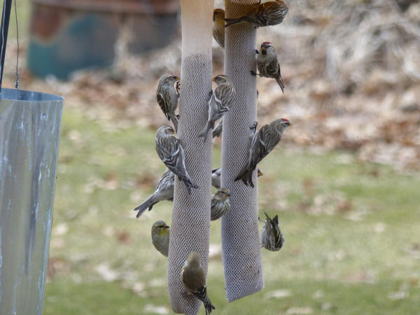 Common Redpolls