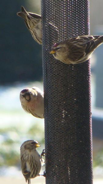 Common Redpolls