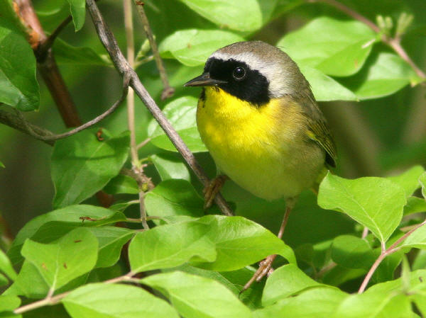 Coomon Yellowthroat