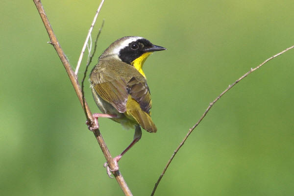 Common Yellowthroat