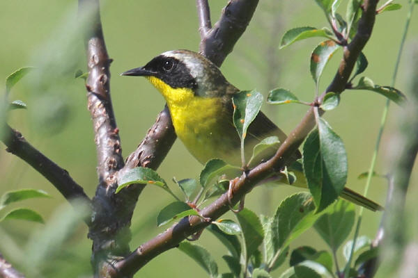 Common Yellowthroat