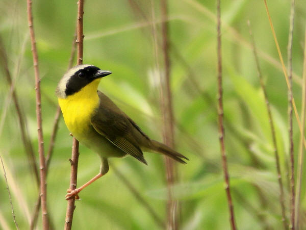 Common Yellowthroat