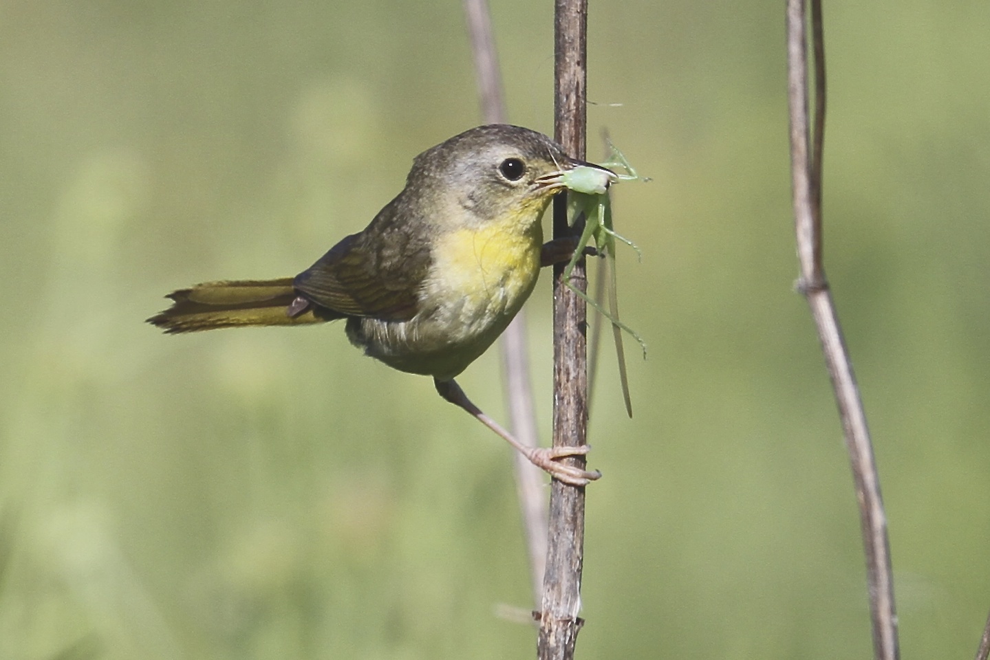 Common Yellowthroat