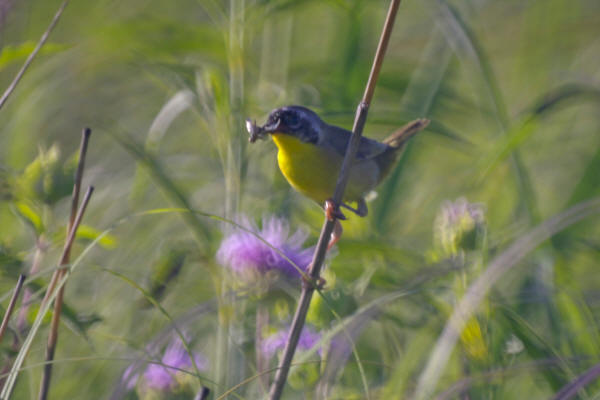 Common Yellowthroat