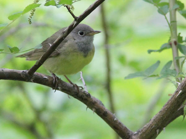 Connecticut Warbler