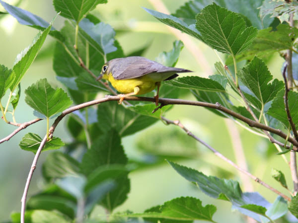 Nashville Warbler