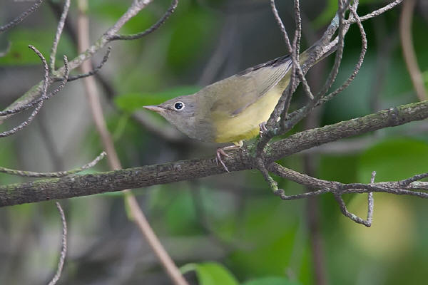 Connecticut Warbler