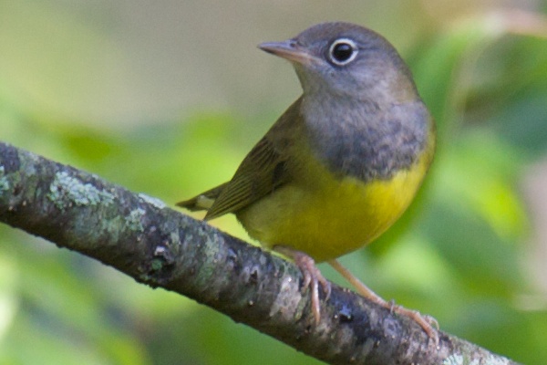 Connecticut Warbler