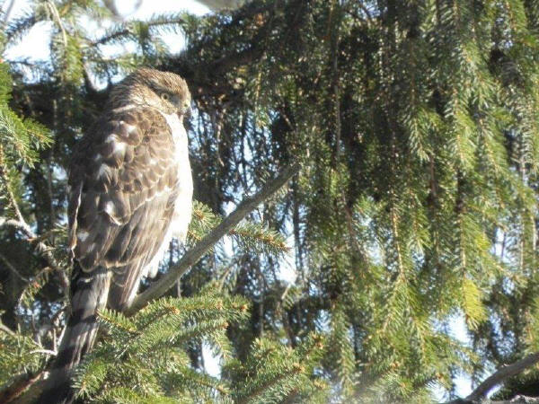 Cooper's Hawk