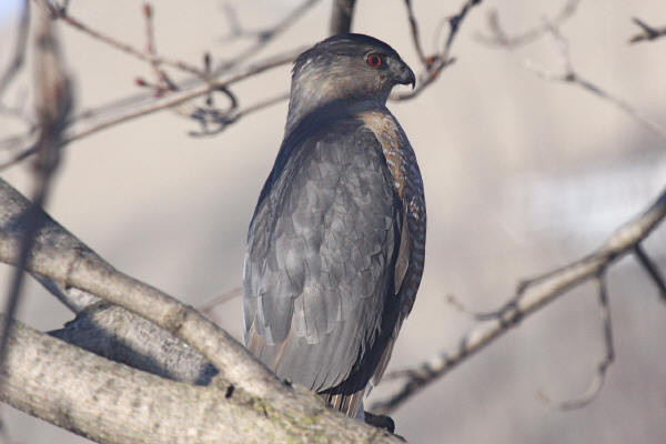 Cooper's Hawk