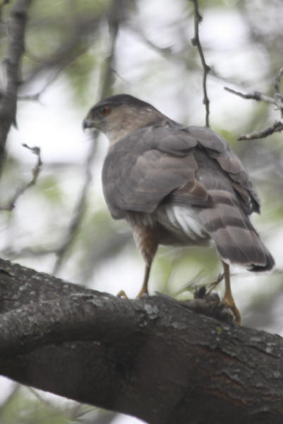 Cooper's Hawk