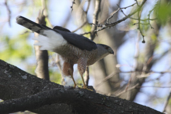 Cooper's Hawk