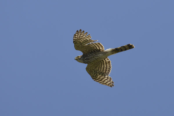 Cooper's Hawk