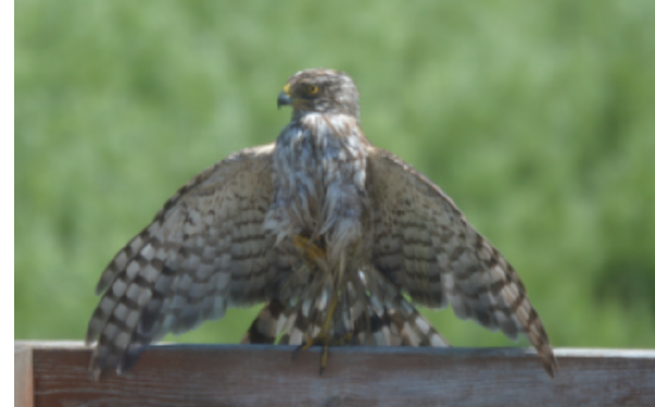 Cooper's Hawk