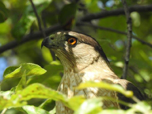 Cooper's Hawk