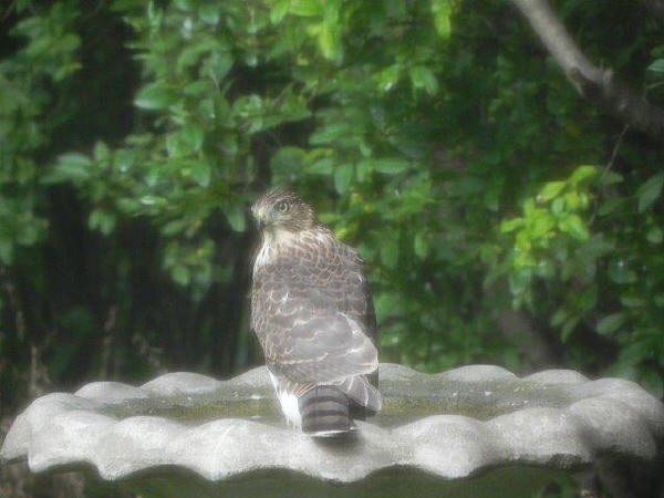 Cooper's Hawk