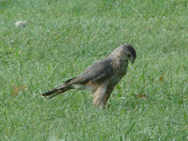 Cooper's Hawk