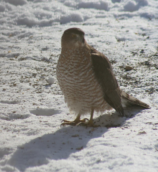 Cooper's Hawk