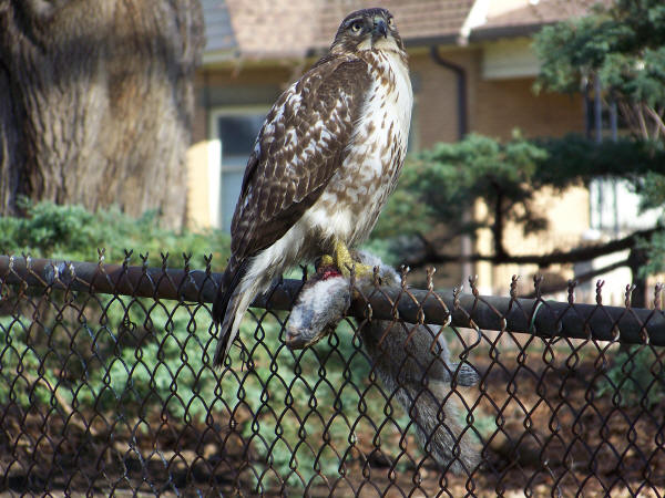 Cooper's Hawk