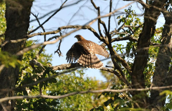 Cooper's Hawk