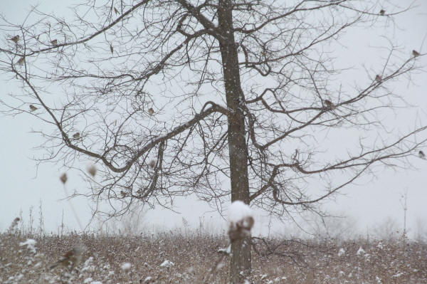 Tree Sparrows