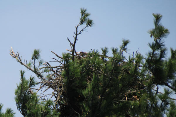 Damaged Bald Eagle nest
