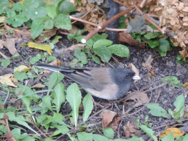 Dark-eyed Junco, Oregon