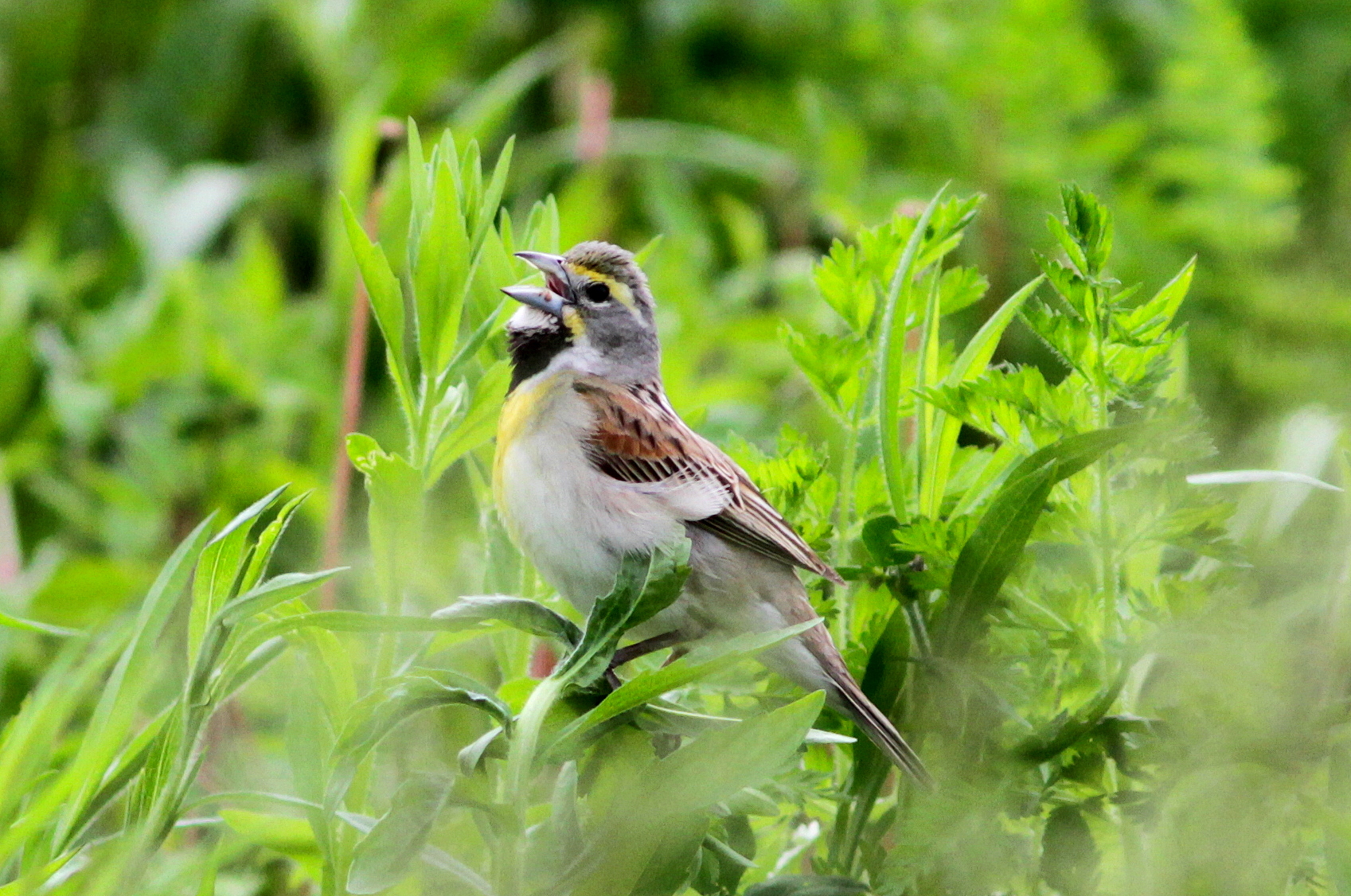 Dickcissel