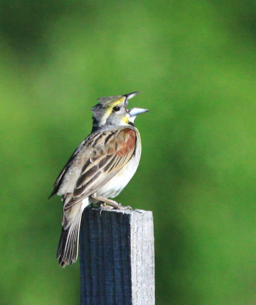 Dickcissel