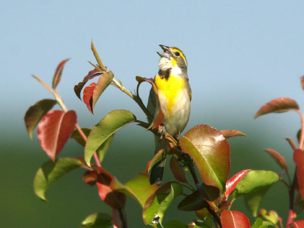 Dickcissel