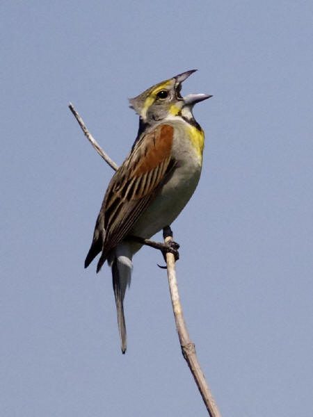 Dickcissel