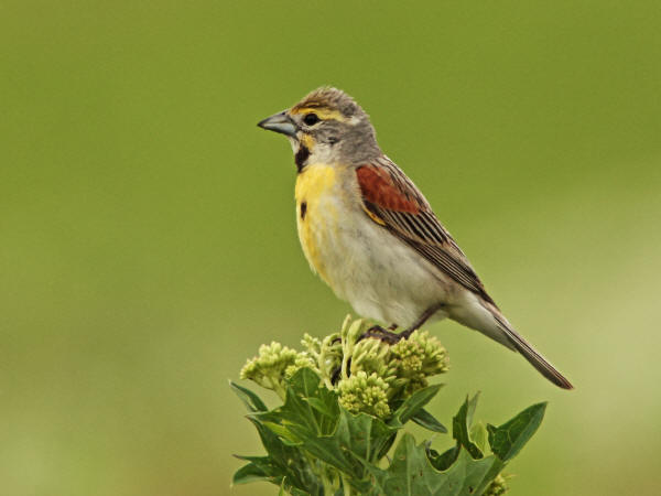 Dickcissel