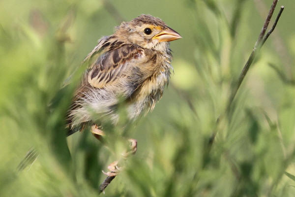 Dickcissel