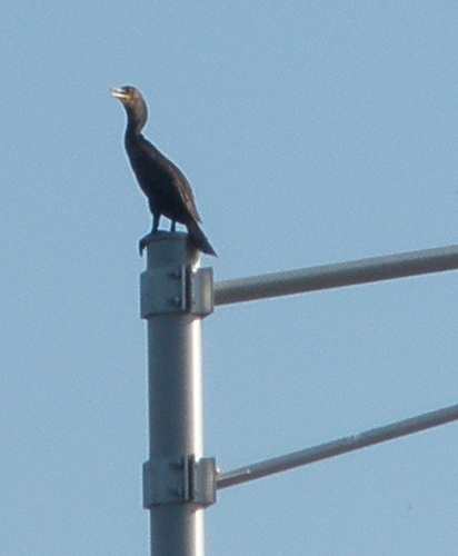 Double-crested Cormorant