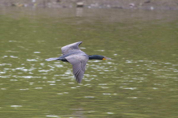 Double-crested Cormorant