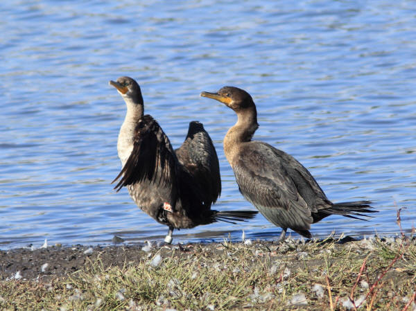 Banded Doule-crested Cormorant