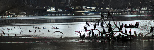 Double-crested Cormorants